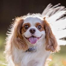 Cavalier-King Charles spaniel