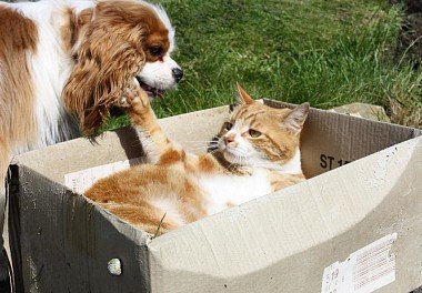 Cavalier King Charles Spaniel