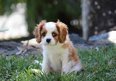 Cavalier King Charles Spaniel