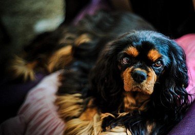 Cavalier King Charles Spaniel