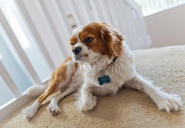 Cavalier King Charles Spaniel