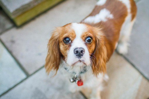 Cavalier-King-Charles-Spaniel color blenheim