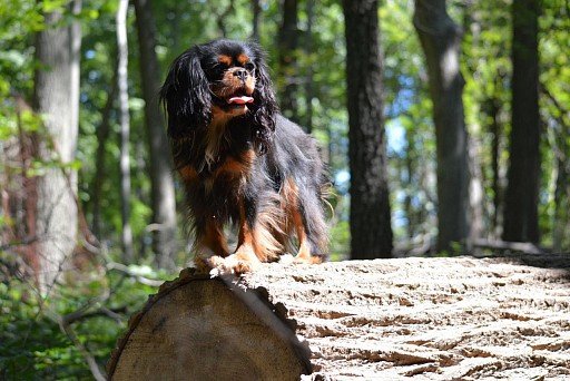 Cavalier King Charles Spaniel black-popper color