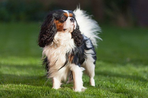 Cavalier King Charles Spaniel color tricolor