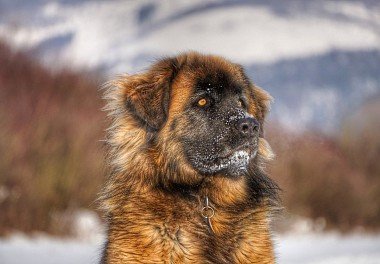 Caucasian Sheepdog