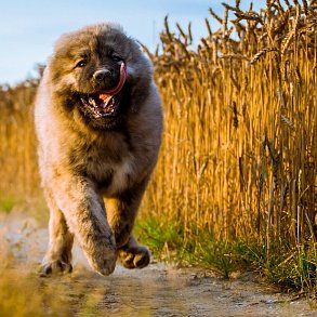 Caucasian Sheepdog