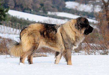 Caucasian Sheepdog