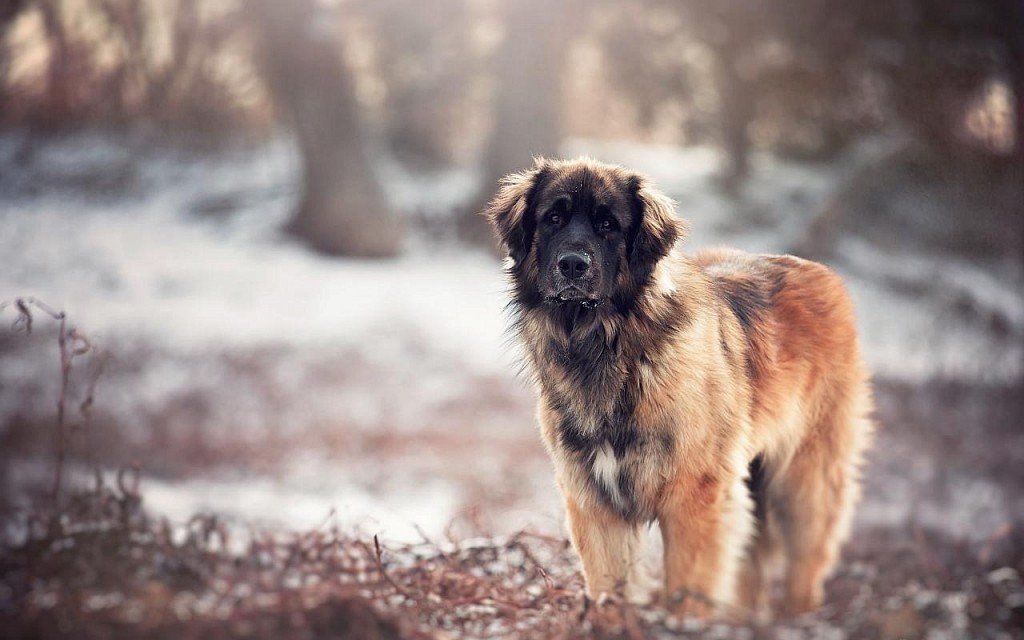 Caucasian Sheepdog