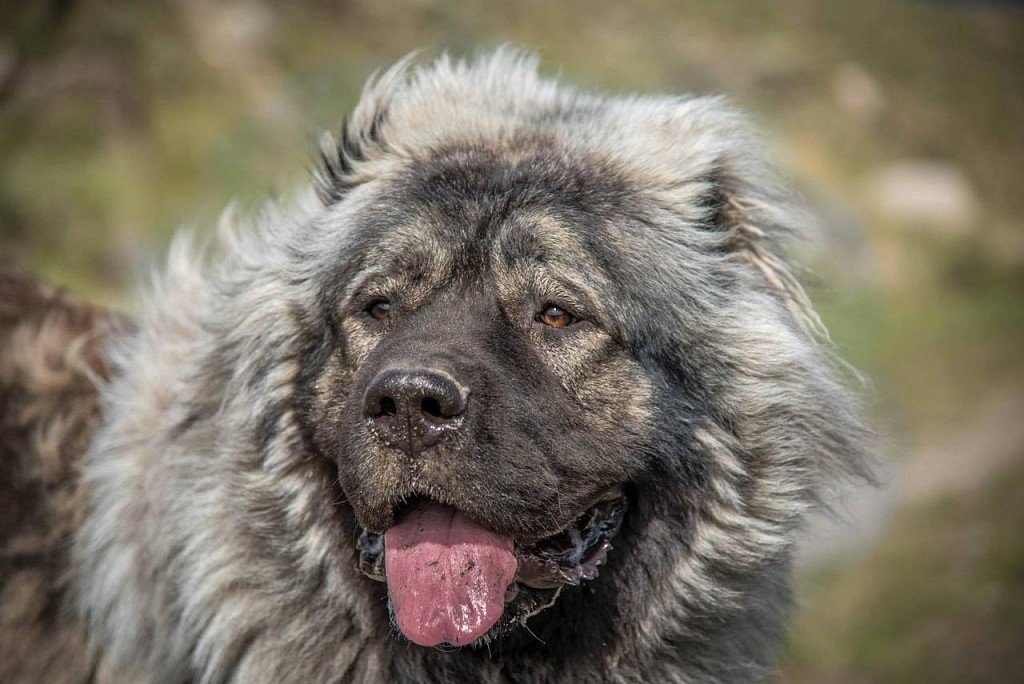 Caucasian Sheepdog muzzle