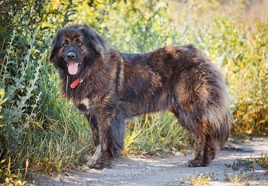 Caucasian Sheepdog