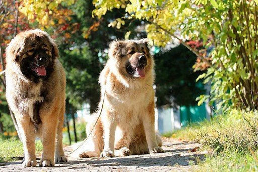 Caucasian Sheepdog