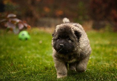 Caucasian Sheepdog