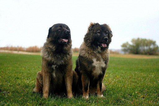 Caucasian Sheepdog