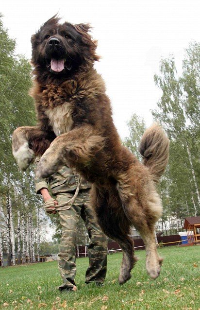 Caucasian Sheepdog on the training ground