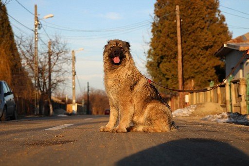 Caucasian Shepherd Dog Training