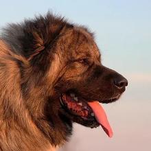 Caucasian Shepherd