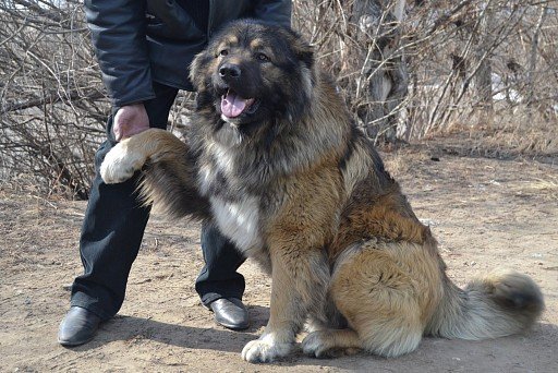 Caucasian Sheepdog