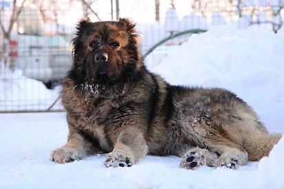 Caucasian Shepherd Dog with Bought Ears