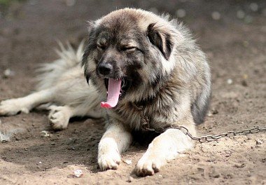 Caucasian Sheepdog