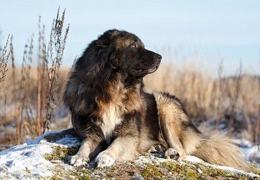 Caucasian Sheepdog