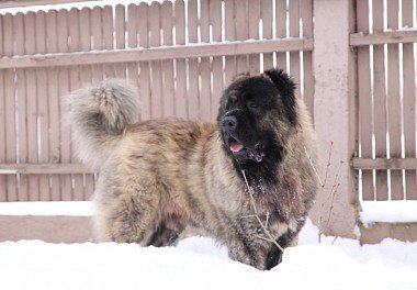 Caucasian Sheepdog