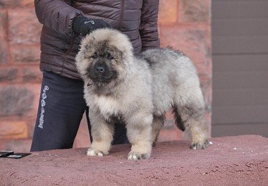 Caucasian Sheepdog