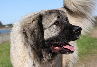 Caucasian Sheepdog