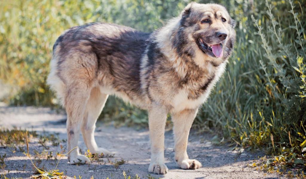 Caucasian Sheepdog