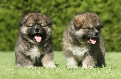 Caucasian Shepherd Puppies