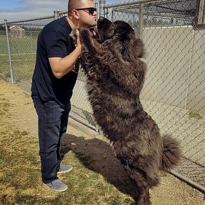 Caucasian Sheepdog