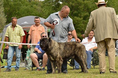 Caucasian Shepherd on display