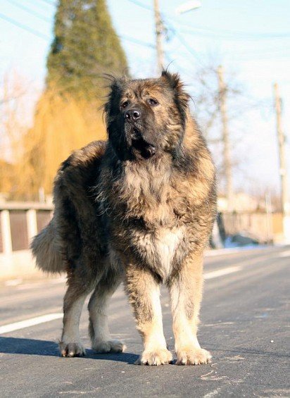 Caucasian Sheepdog