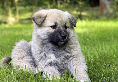 Caucasian Sheepdog