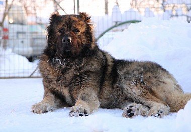 Caucasian Sheepdog