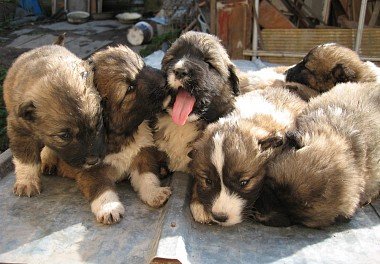 Caucasian Sheepdog