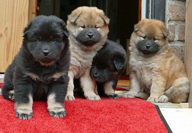 Caucasian Sheepdog