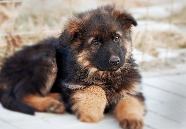 Caucasian Sheepdog