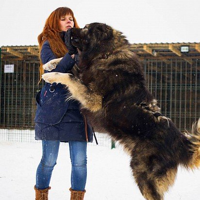 Caucasian Shepherd Dog Training