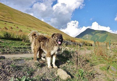 Caucasian Sheepdog