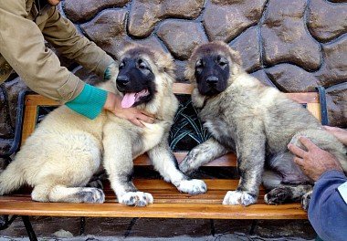 Caucasian Sheepdog