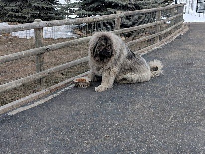 Nutrition of the Caucasian Sheepdog