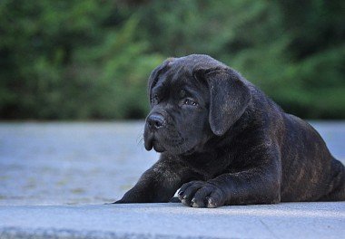 Cane Corso