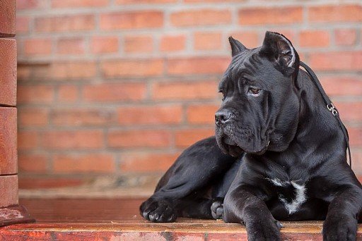 Black cane corso