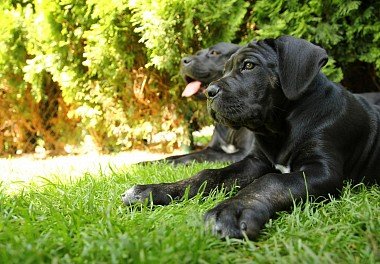 Cane Corso