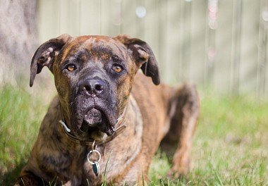 Cane Corso