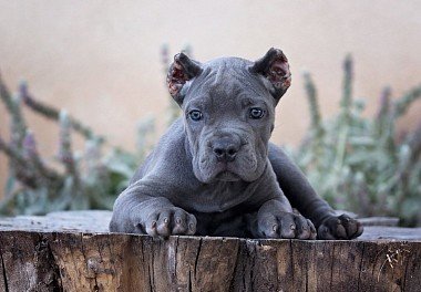 Cane Corso