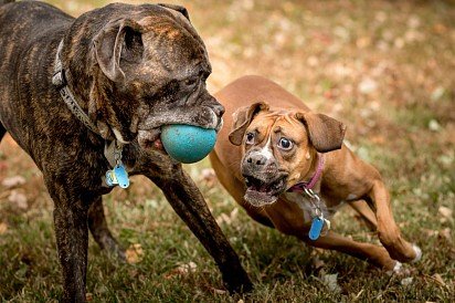 Cane Corso plays with a boxer