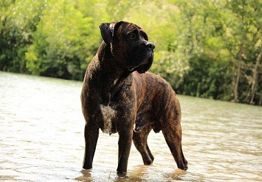 Cane Corso