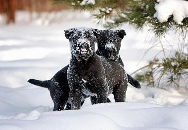 Cane Corso