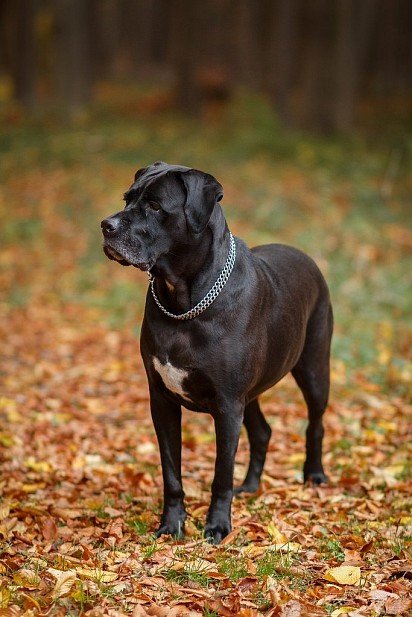 Cane Corso